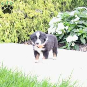 Archer, Miniature Australian Shepherd Puppy